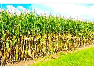 Property photo 4 - LAND AUCTION - 314+/- ACRES OFFERED IN 4 TRACTS IN WHITE COUNTY, INDIANA